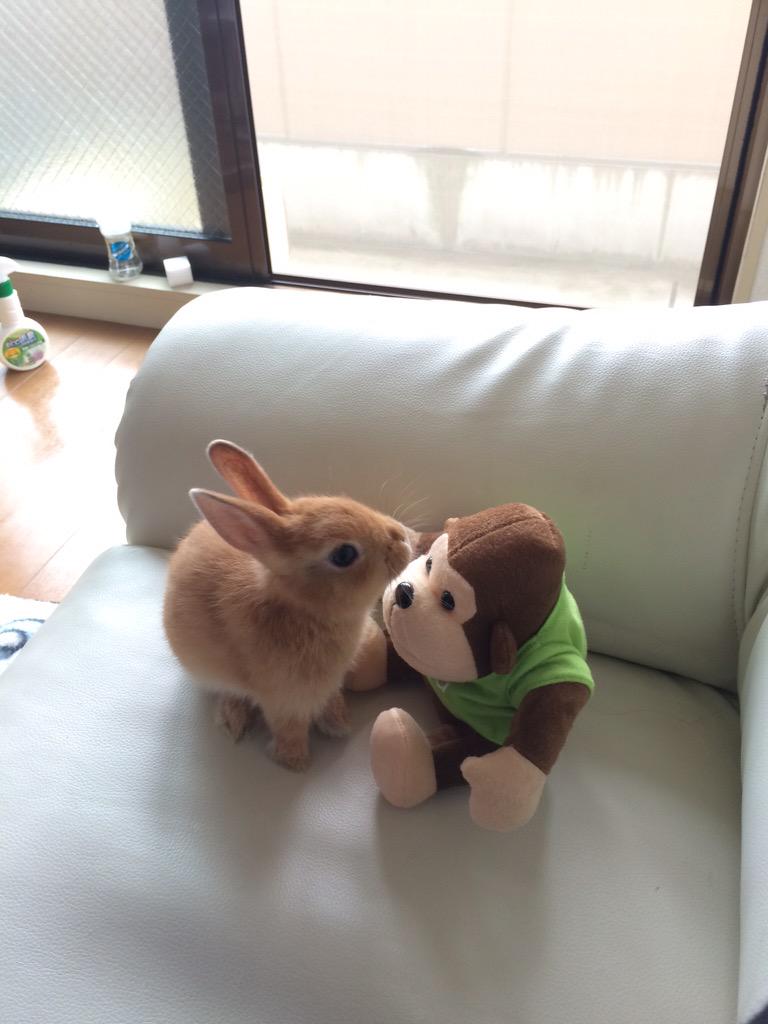 Qumuni's tweet photo. 顔洗い中、背後にゴリラの人形置いてみたらパンチくらった😭 http://t.co/tug4M6vAAD