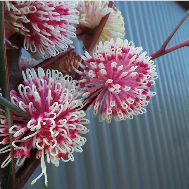 gumtreelane's tweet image. Just stunning from @oldewildflowers | Australian Flora is just exquisite #hakea #nativeflo… ift.tt/1GzTQgu