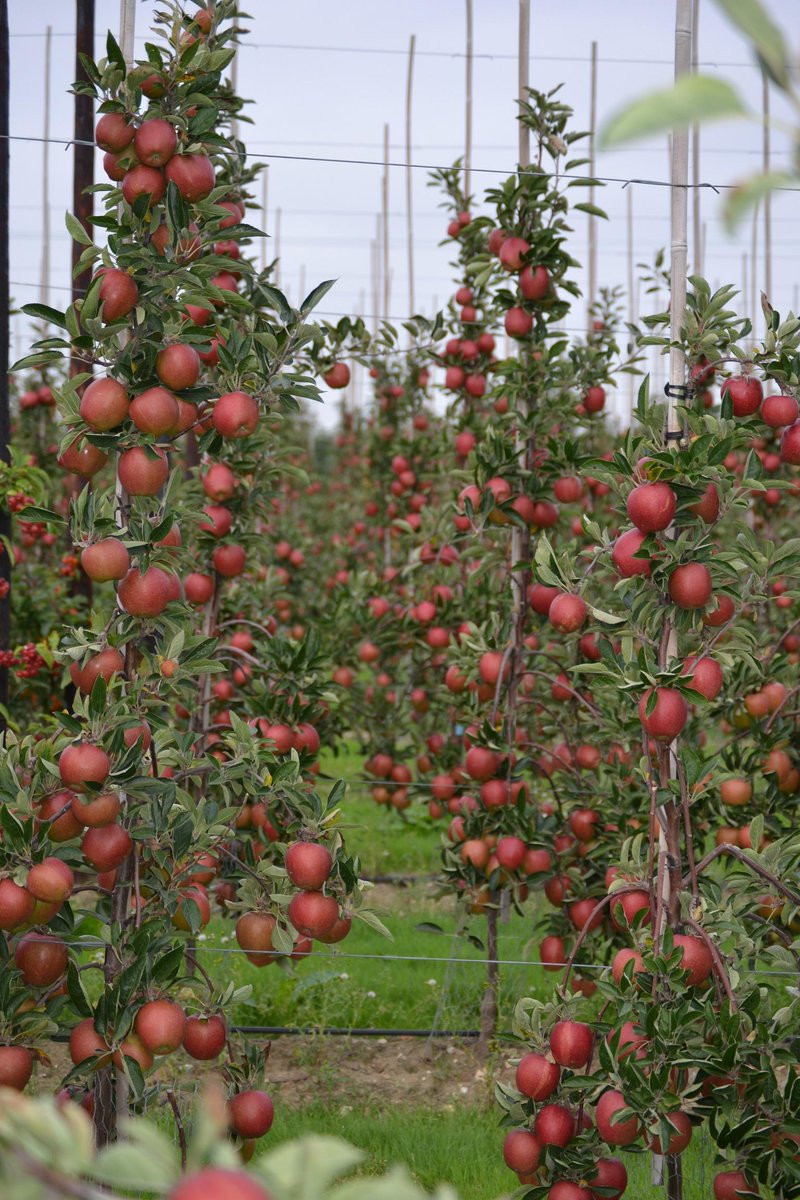ACGoatham's tweet photo. .@BBCr4today @NicholasOakwell This is our #Great #British apples &amp; pears - this says *finest of Britain* to us @UKTI http://t.co/SYdyEdpQIx