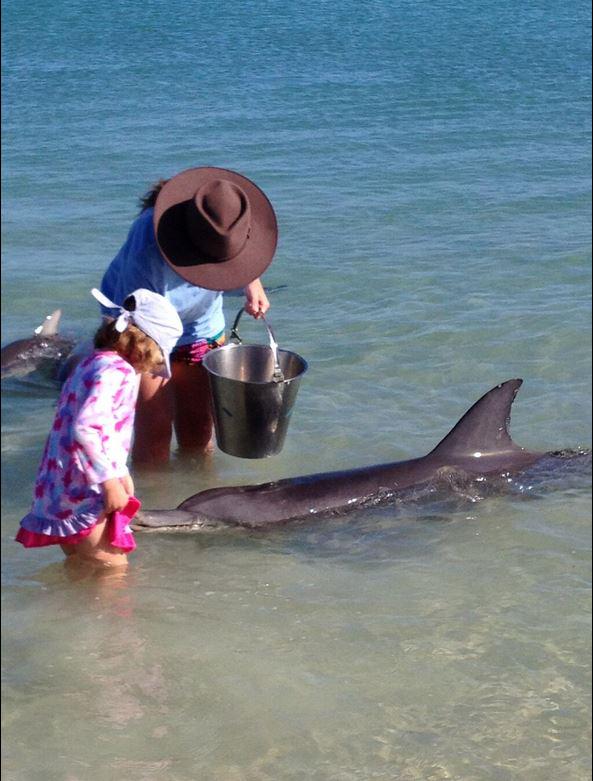 AspenParksAU's tweet photo. Want to get up close and personal with wild dolphins @MonkeyMia? #dolphins #turtles #beach @MonkeyMiaResort http://t.co/bQKa1iKPCu