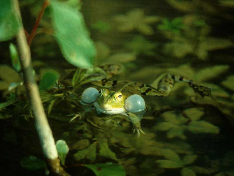 Cu-cú cantaba la rana, cu-cú debajo del agua...
#PelophilaxPerezi #Biodiversidad #CazaPescaYConservación
Buenos días.