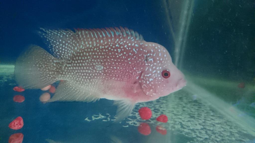 s3ndy80's tweet photo. Jual Ikan louhan cenchu 12-13cm. Serian: starlite 3. Lokasi surabaya
Rp. 400rb nett. Ikan sehat, lincah http://t.co/opryixnC0y