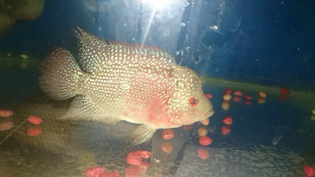 s3ndy80's tweet photo. Jual Ikan louhan cenchu 12-13cm. Serian: starlite 3. Lokasi surabaya
Rp. 400rb nett. Ikan sehat, lincah http://t.co/opryixnC0y