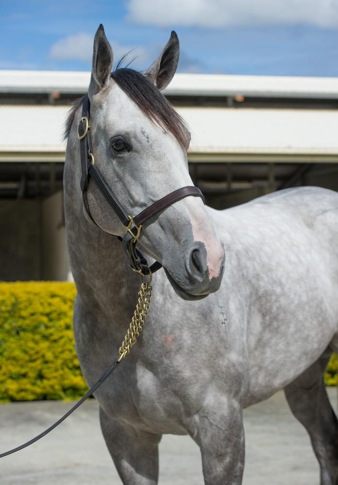 mmsnippets's tweet photo. Brilliant mare Villa Verde is Lot 575 tomorrow for Glenesk T'breds @RBloodstock  tomorrow! #WhenOnlyTheBestWillDo http://t.co/GQcExX19DW