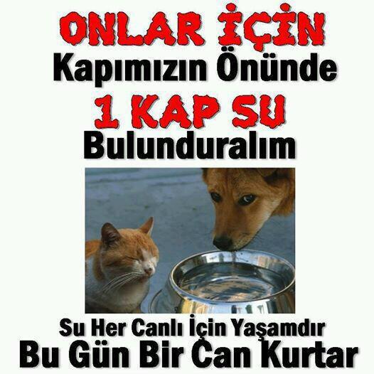 PatiDayanisma_'s tweet photo. Canlar için  #BirKapSU koymayı unutmayalım. http://t.co/nBGKHFeDcU