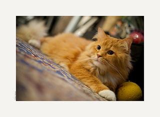 Не давайте своему разуму блуждать подобно листку бумаги на ветру. Старайтесь все время работать и держать в фокусе.