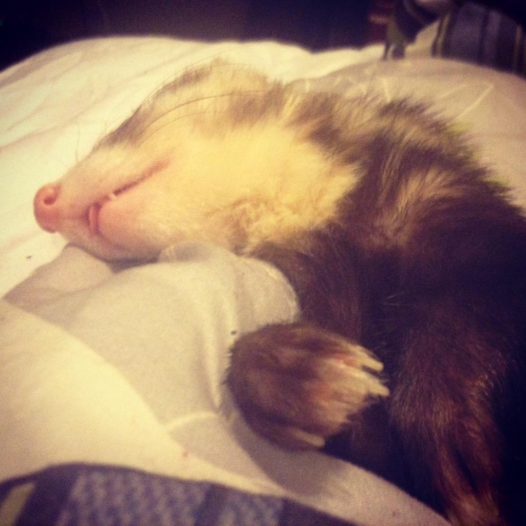 cfcfox29's tweet photo. They say let sleeping dogs lie, but what about sleeping ferrets? #loladorable #jimmy #ferrets #aaawe #toofuckingcute http://t.co/zWTXTFwC9w