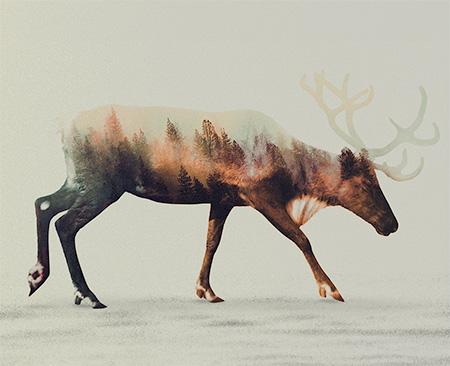 truecreativeltd's tweet photo. Gorgeous photographic images of forest animals created by using a double exposure technique. http://t.co/QtkGFRXPEf http://t.co/8WM1PeV1Y5