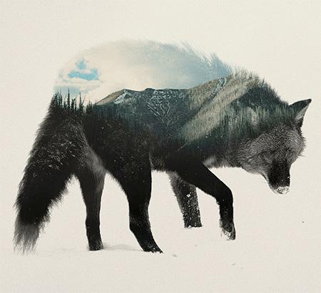 truecreativeltd's tweet photo. Gorgeous photographic images of forest animals created by using a double exposure technique. http://t.co/QtkGFRXPEf http://t.co/8WM1PeV1Y5