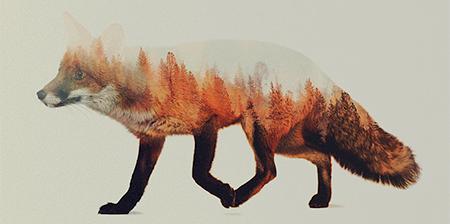 truecreativeltd's tweet photo. Gorgeous photographic images of forest animals created by using a double exposure technique. http://t.co/QtkGFRXPEf http://t.co/8WM1PeV1Y5