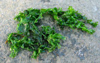 Lots of exciting events in MULRANNY from 30th May-1st June. Check it out at piratequeenfestival.ie #piratequeen