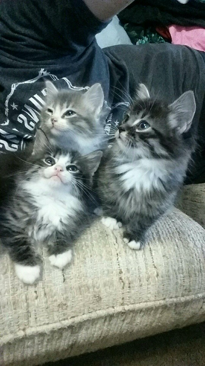Triple trouble! Or the three mouseketeers! I couldn't decide on what to put so you get both.