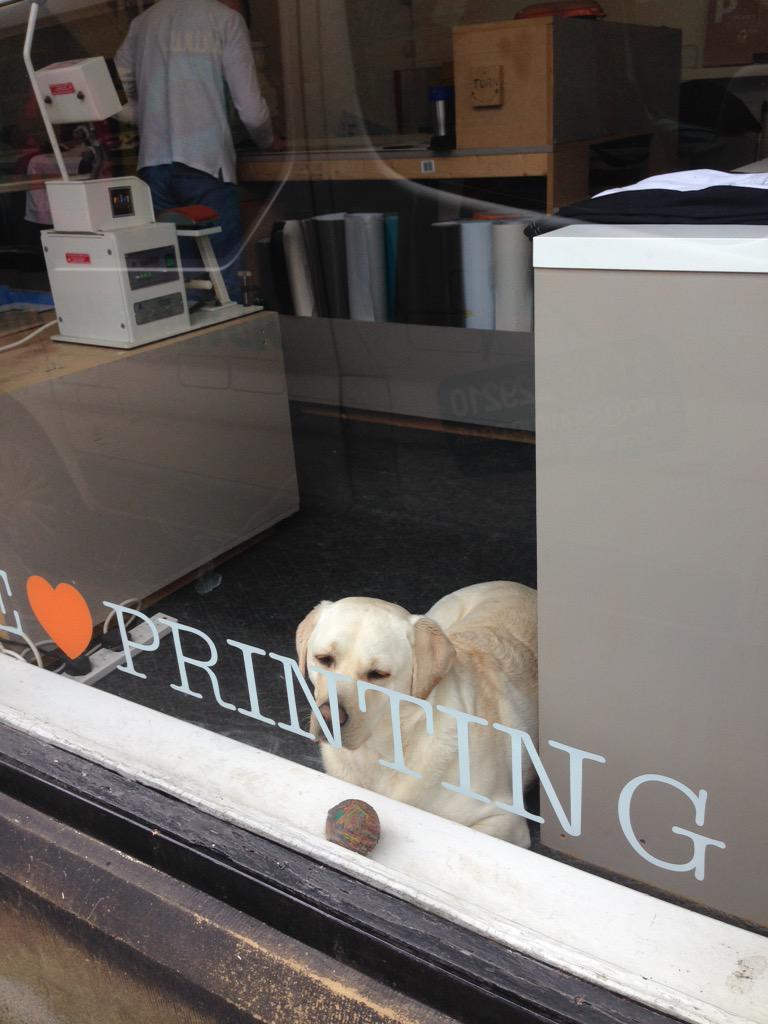 printclothes's tweet photo. Daisy get out of the shop window and get some printing done! #pets #rossendale #petsatwork #labrador http://t.co/1nc4xIzXs5