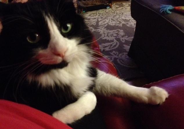 pawsomeposts's tweet photo. "Pawsome Pals:  An Interview with Moosie the Cat" - http://t.co/rnizQJ45h2 http://t.co/Ww7BHtGkpg
