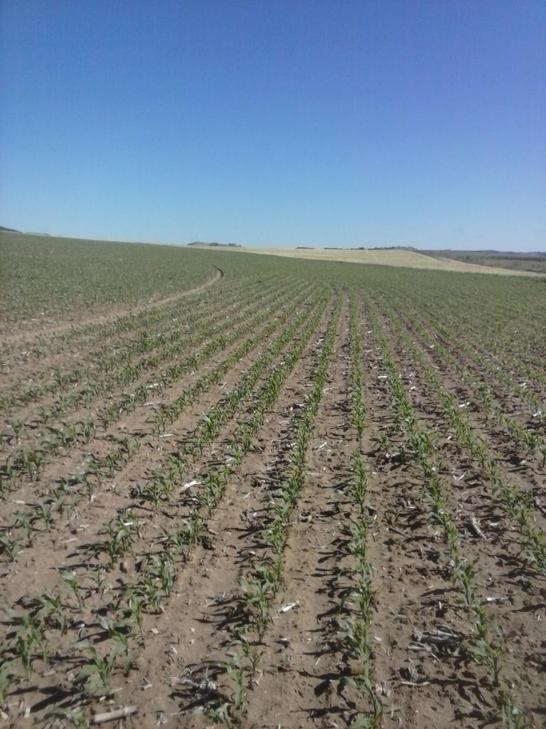 EmpresaAgraria's tweet photo. Así está el #maíz en Marzales #Valladolid foto @Luismaperegrino http://t.co/4BxbDc6iW3