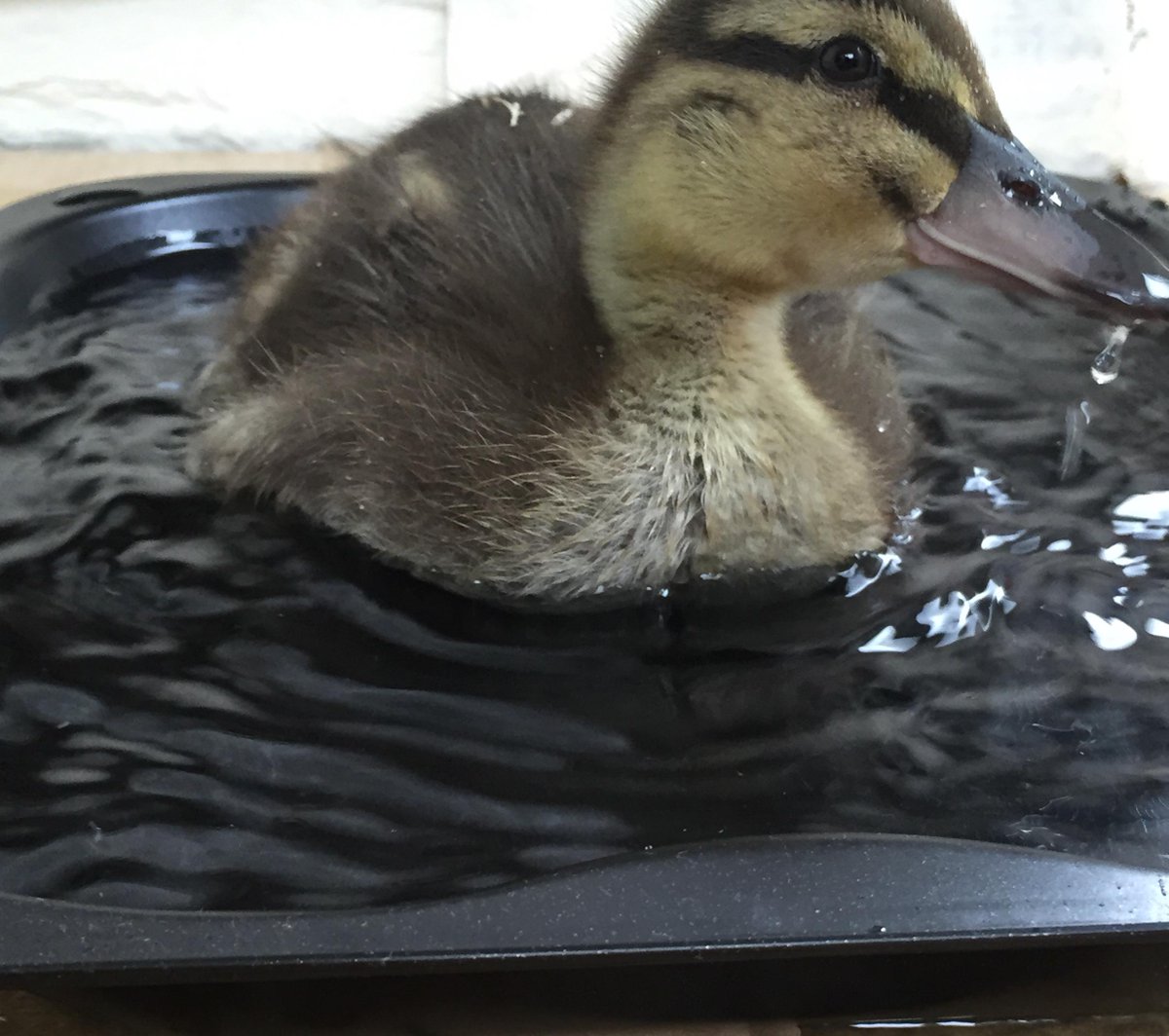 PancakeDuck's tweet photo. "Just keep swimming" - Pancake http://t.co/EgXLlCIILi