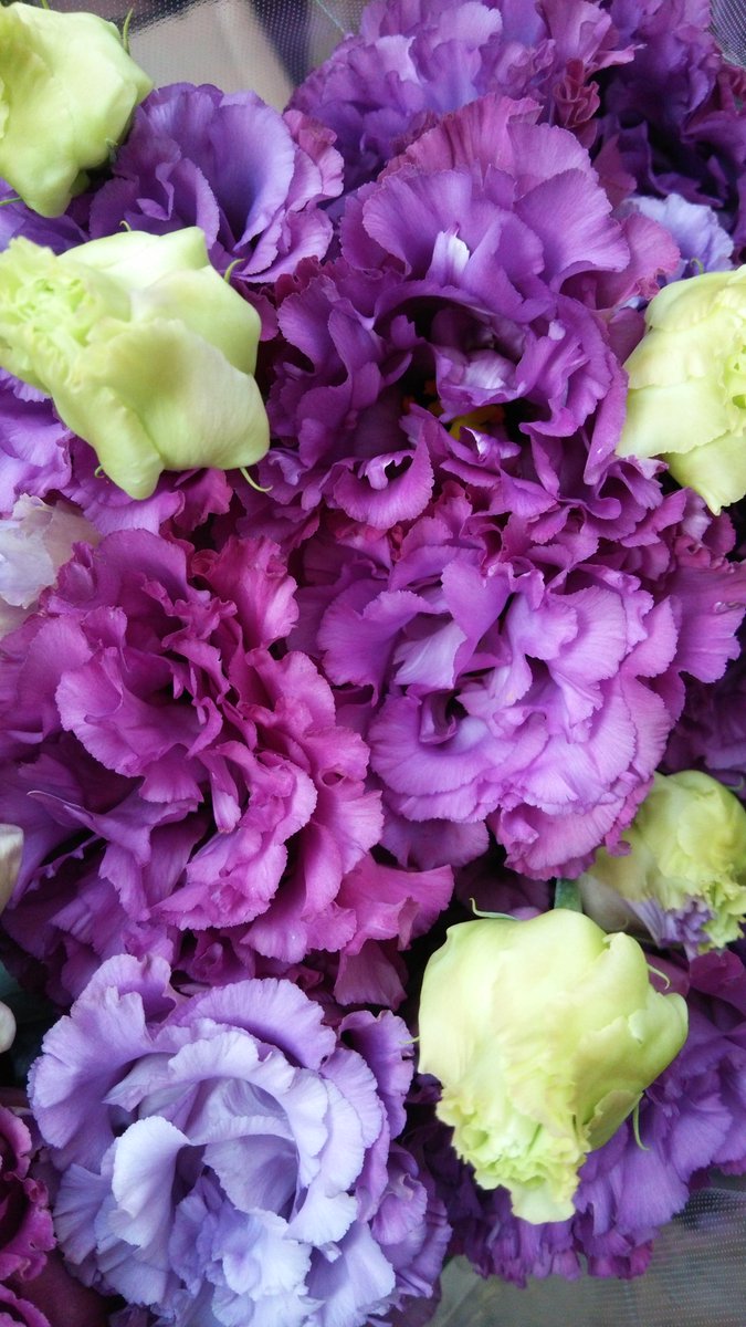 ট ইট র 花生活 くろだ生花店 お次は濃いラベンダー色のトルコキキョウ セレブメタルブルー です どちらも素敵なトルコキキョウです 埼玉県 越谷市 花屋 Http T Co Umovkchlry