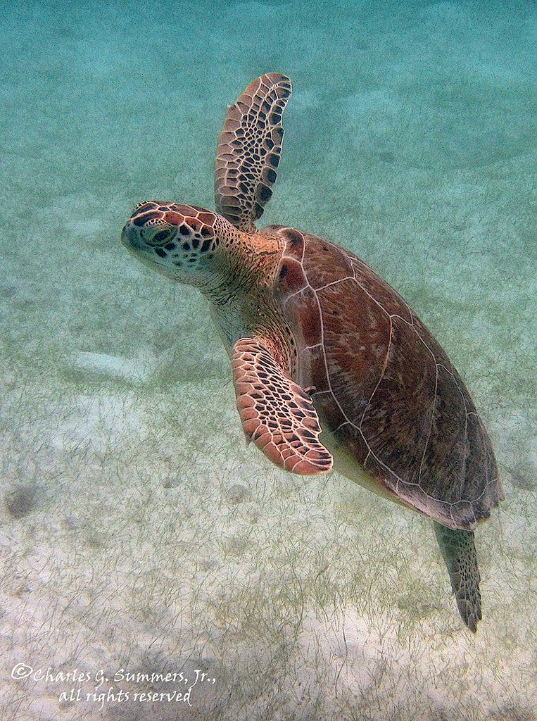 Animals NatGeo tweet media