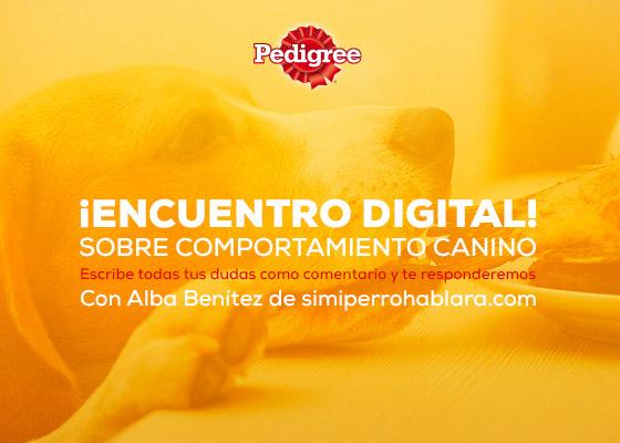 Hablandoperro's tweet photo. Mañ miércoles,13h-14h, estaré respondiendo todas vuestras dudas sb comportamiento canino en Facebook de @PedigreeEs http://t.co/P8TSGl9OpF