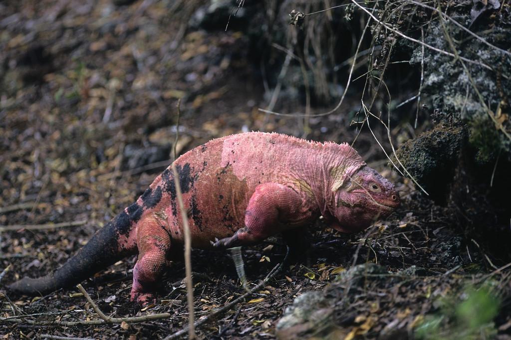 さいたま改２ ガラパゴス島のウォルフ火山の噴火で絶滅が懸念されているピンクイグアナは09年に新種認定されたばかりの種 世界でイサベラ島北部の火山周辺だけに生息していて個体数は100頭以下と超希少 Http T Co Wyf7tczzp0