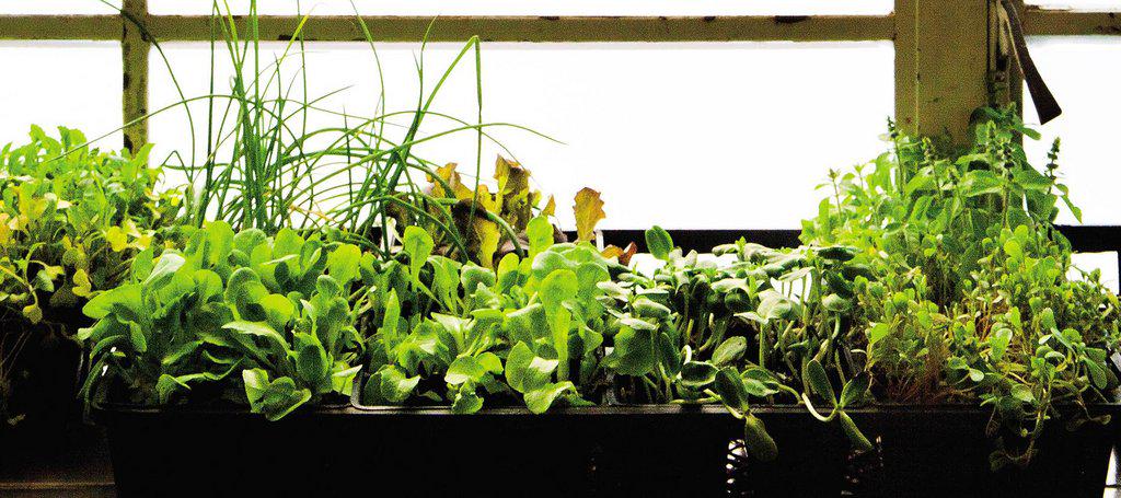 epicurious's tweet photo. No green thumb? We've got an easy, 4-step plan to growing kitchen herbs. http://t.co/W9CkaJQf1Z http://t.co/q5hLKcjohC