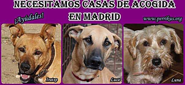 ADASNPerrikus's tweet photo. NECESITAMOS #URGENTE CASA DE ACOGIDA EN #MADRID PARA LUCA, IRATXE Y LUNA https://t.co/bgY13aaCsh http://t.co/KI13rLFb88