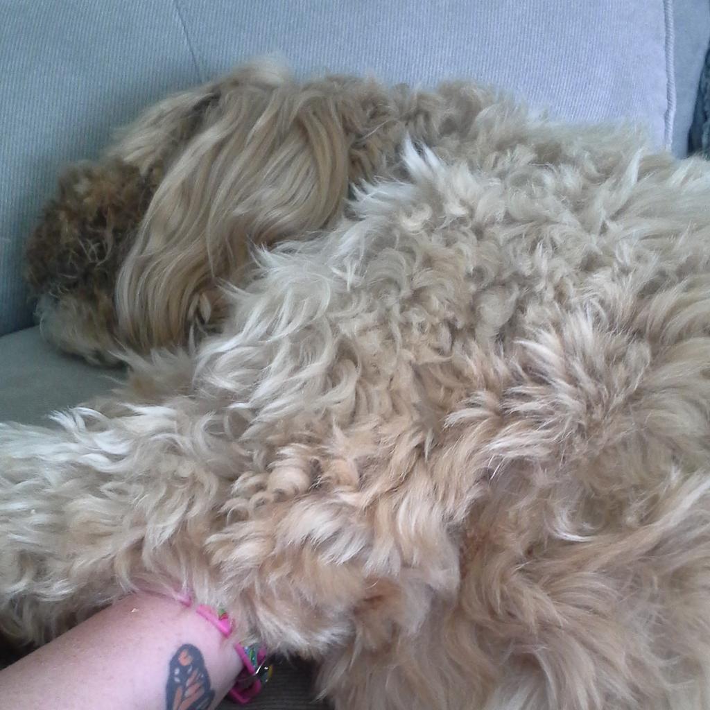 MrsKelleyRogers's tweet photo. Tuesday morning puppy snuggles with #ClaudetheCockapoo! This makes my heart happy! http://t.co/9GMLzjHnu4