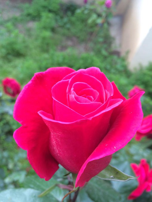 Sema’s pics and videos