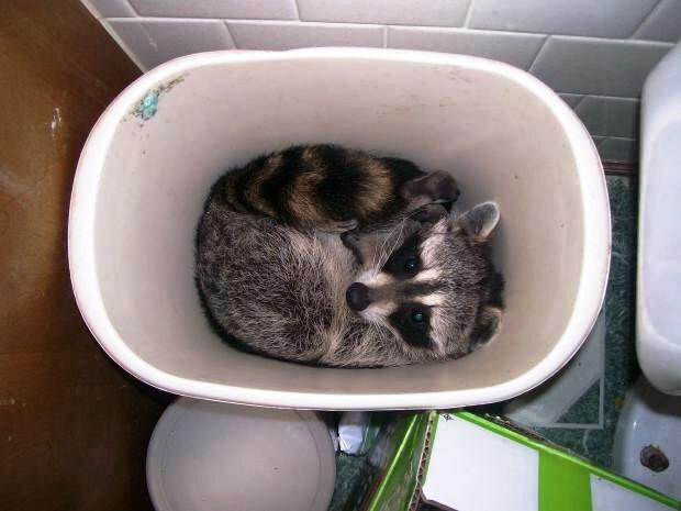 anarcharaccoon's tweet photo. "Workers are like lemons  When the rich have sucked out all the juice, they throw them in the garbage." http://t.co/OaWiFLA8CZ