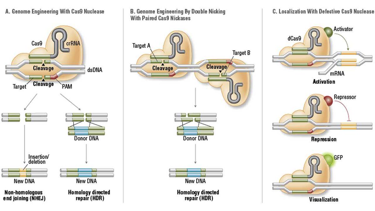onurbirsen's tweet photo. Battle for rights to #CRISPR #genome editing #technology; @MIT vs @UCBerkeley http://t.co/TIE6CGJ9Zj #cloning http://t.co/x6xlVvCtDz
