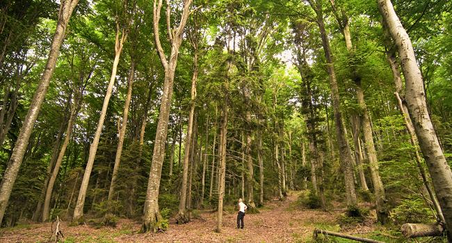 LPOFrance's tweet photo. Il n’y a pas d’alternative à ce qu’un million d’arbres peut faire. #Naturealert http://t.co/A1vPcq3V3m http://t.co/8OEd8LDFZa