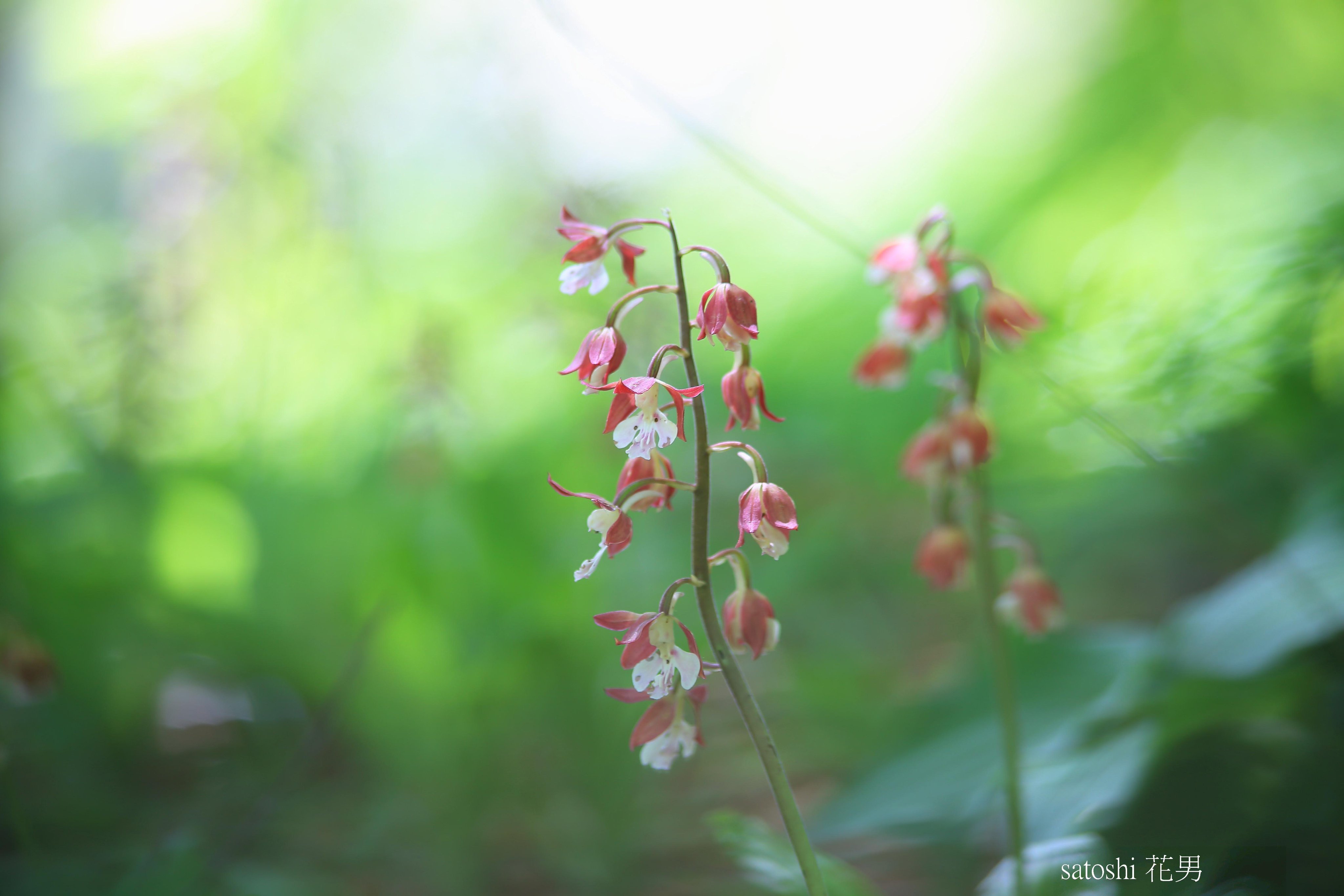 エビネラン Twitter Search Twitter