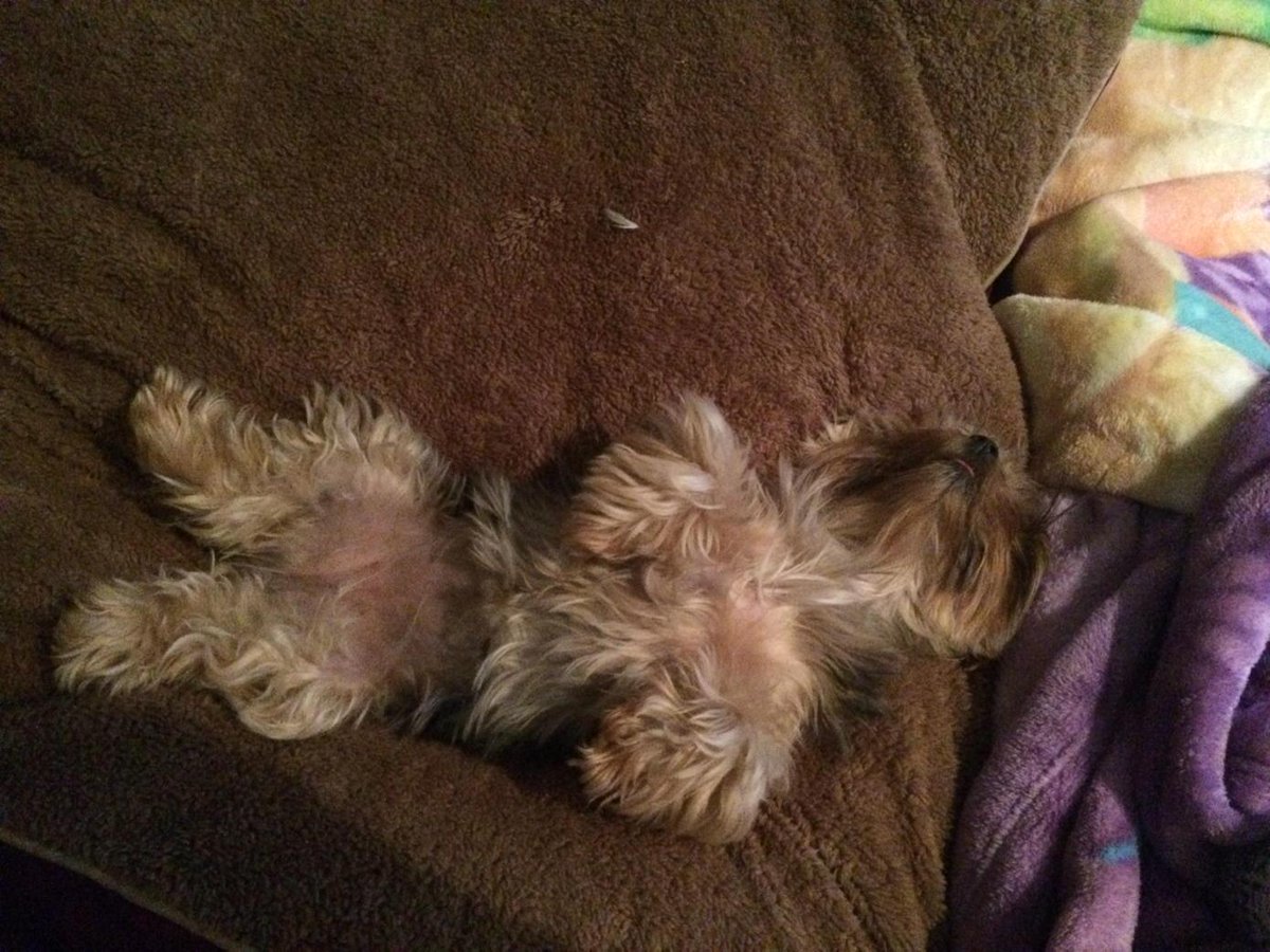 CreativeEngofGA's tweet image. Lucy wishes all a stress free day!