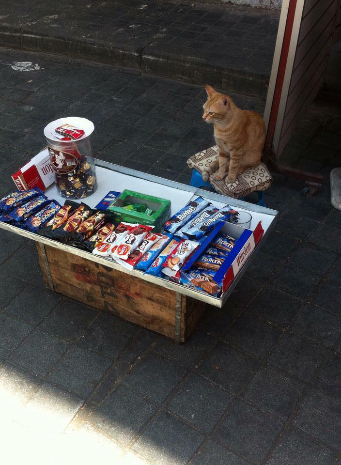 Casabayeda's tweet photo. Au #Maroc, même les #Chats font du #Commerce... #Casabayeda #Chômage ou #Dakchi http://t.co/HWu3REFp0D