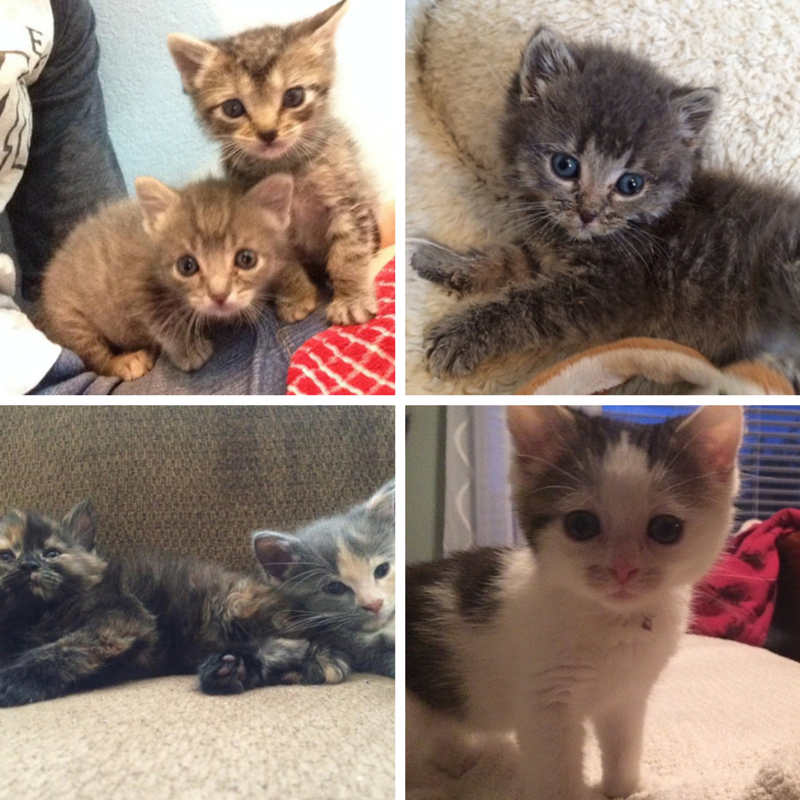 HSWeldCounty's tweet photo. We are in CRITICAL need of kitten and cat wet pate food! You can order here: http://t.co/FHBI45eGzc http://t.co/oZ9Jv9un6M