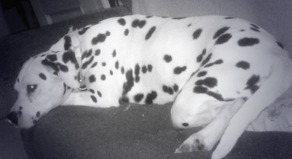 elsafalcon9's tweet photo. Lo que he echado de menos a mi gordita💛 http://t.co/Mu2NG7w74o