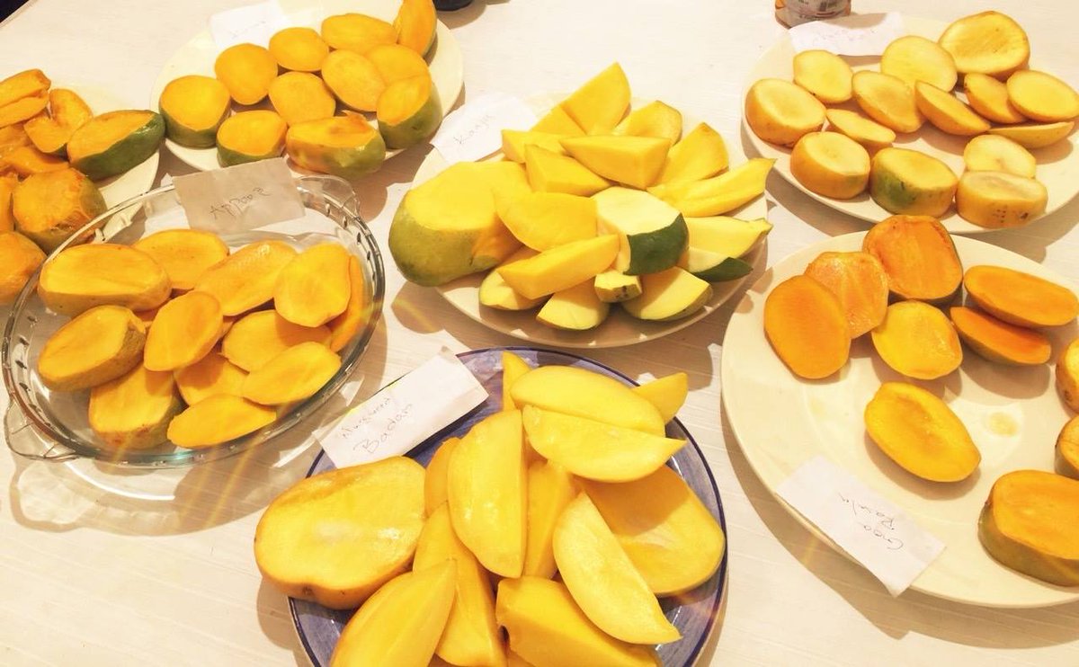 GluePlusIndia's tweet photo. Celebrating the season with some yummy Mangoes... #MangoDay #Mango #Funatwork #workhardplayhard #startupfun http://t.co/dCQiqpYbGR