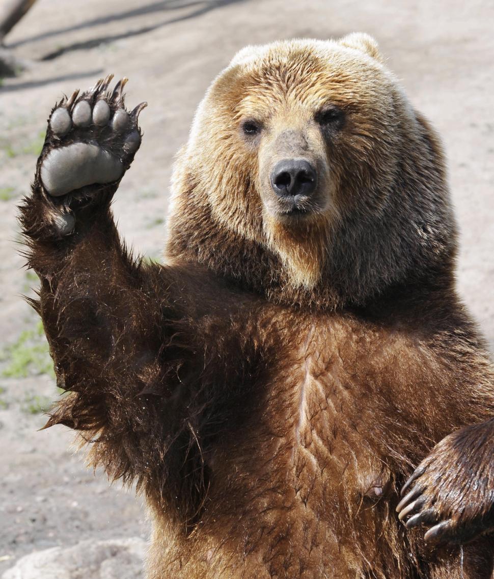 Bears_for_Bears's tweet photo. #BearQuestionOfTheDay Do #bears care about #PoliticalCorrectness? Well...  #BearlyLegal #Problembär #BearPrank http://t.co/WyB3R0M8nz