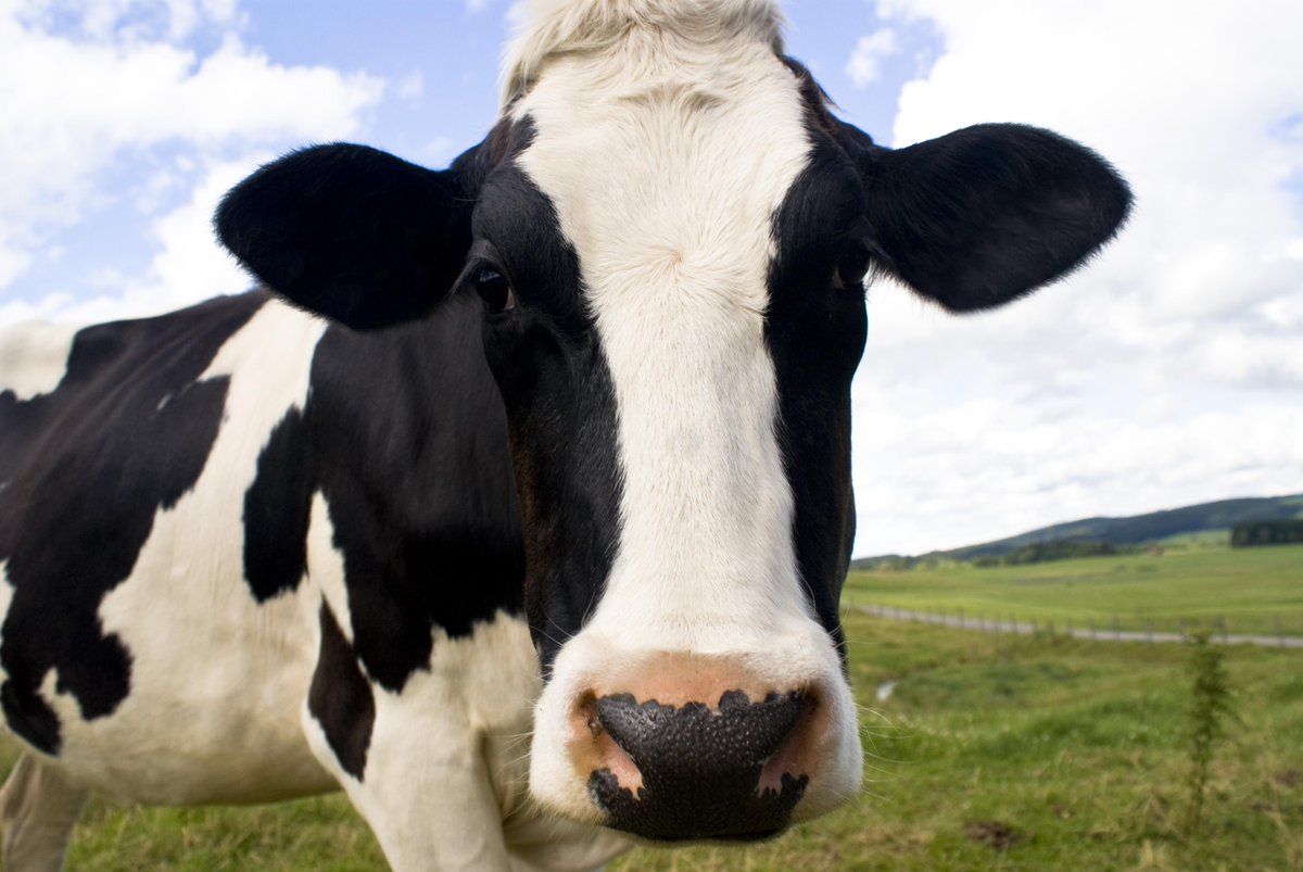 TheVeganSociety's tweet photo. Grass-fed beef not eco or animal-friendly - go #vegan: http://t.co/6HCAdI0UX2 http://t.co/d2IXlw6HSD