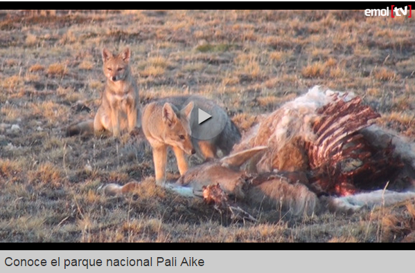 Emol's tweet photo. El desconocido safari chileno que sufre con la matanza ilegal de pumas ▶  http://t.co/t2hYx0dy95 http://t.co/tXjld4NkFr
