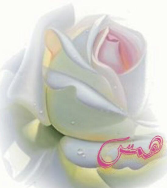 sh_alg1 tweet picture