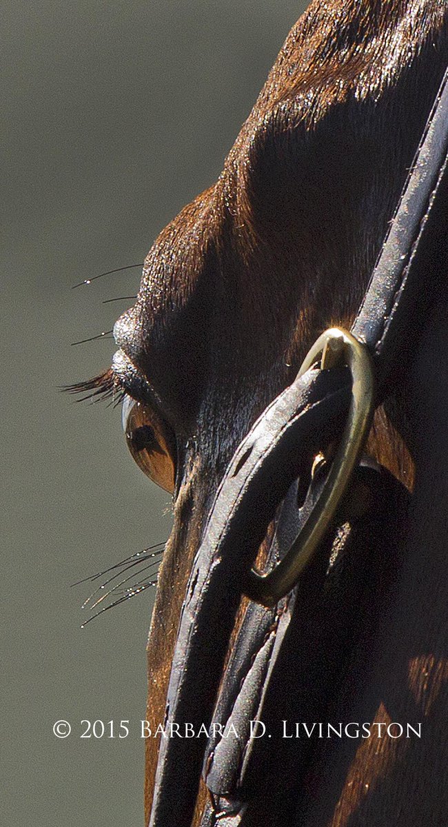 Barbara D. Livingston tweet media