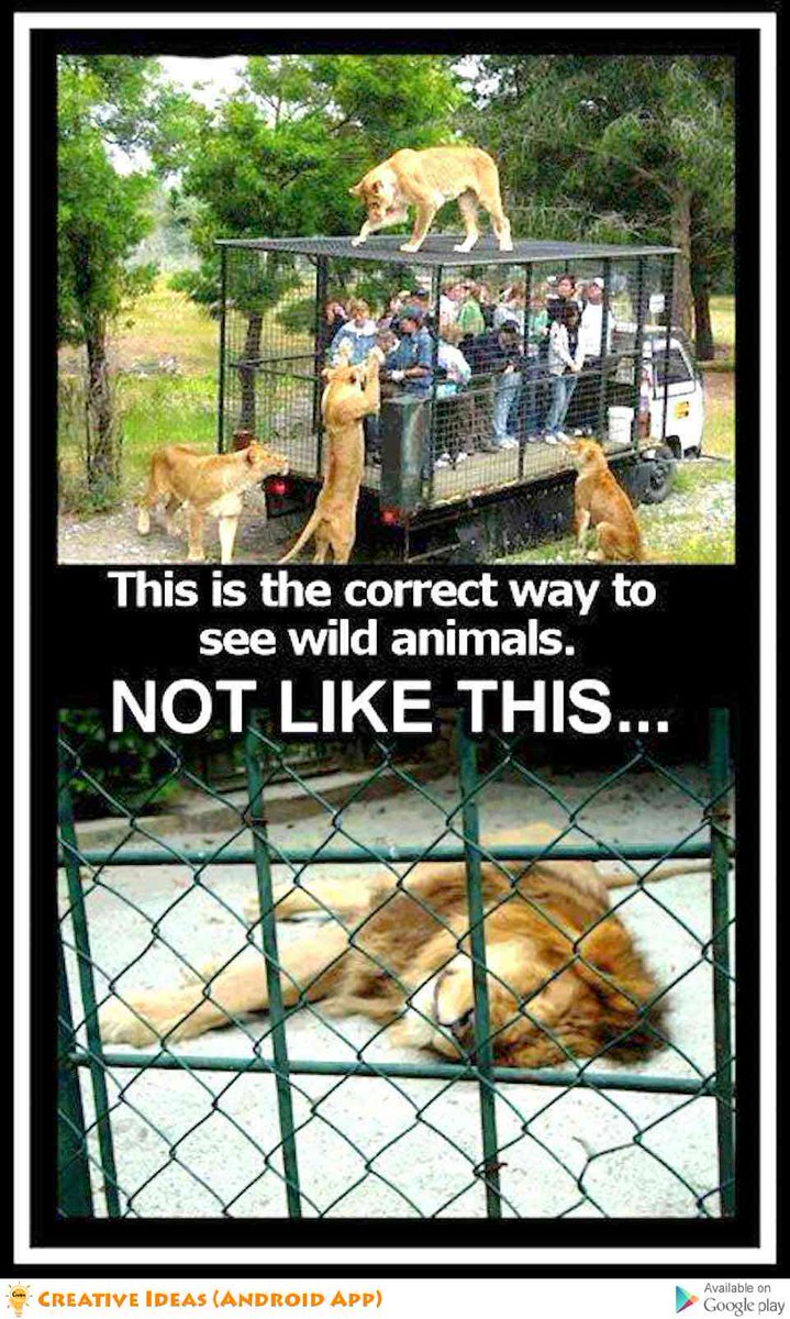 felipemotabr's tweet image. Como deveria ser #sqn #diretos #animais