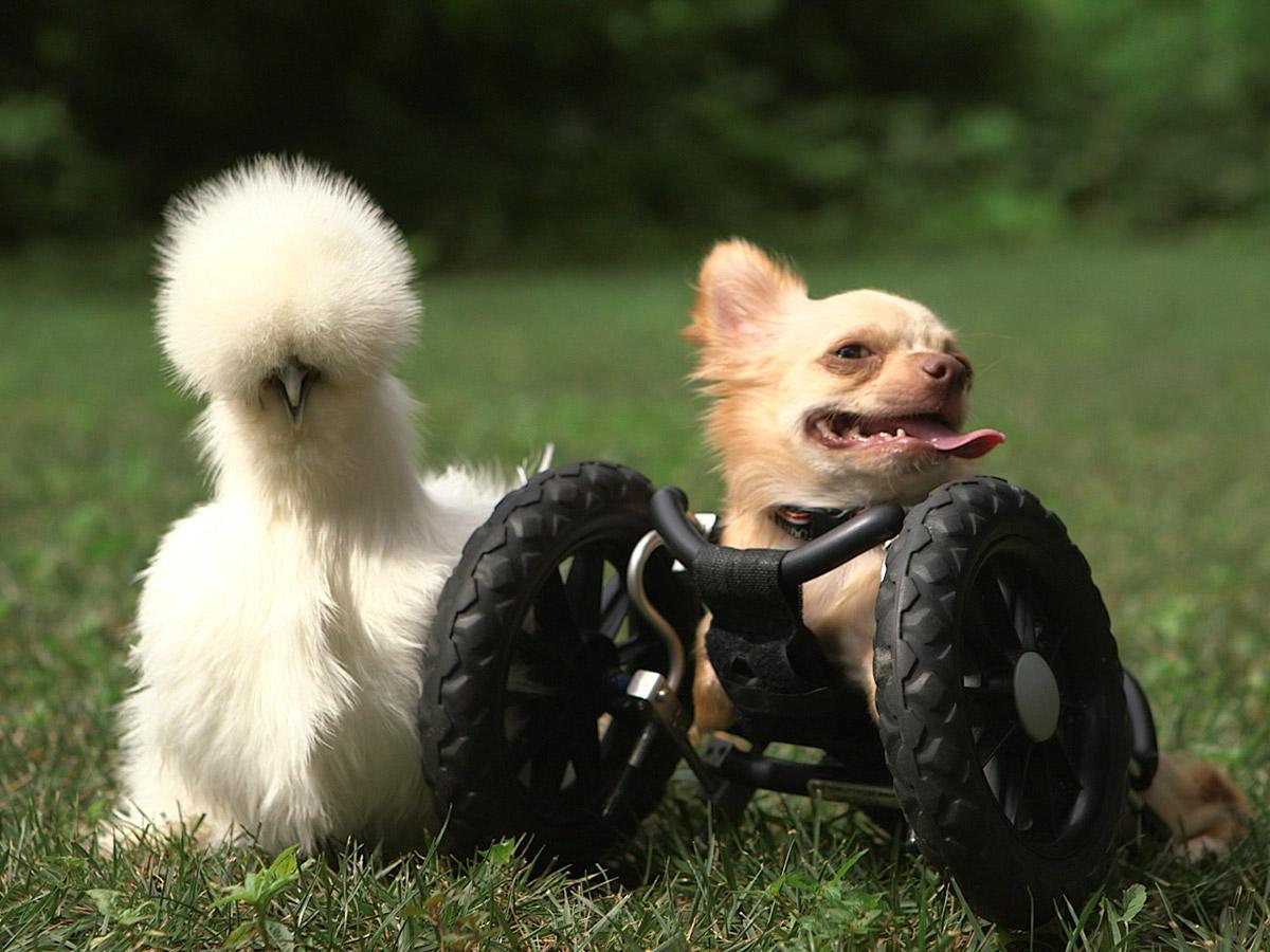 CinedigmKids's tweet photo. Could these friends look happier?! Catch @NatGeo's Unlikely Animal Friends out TODAY on DVD! http://t.co/UCL0wqdyDS http://t.co/cBX5lZzVeB