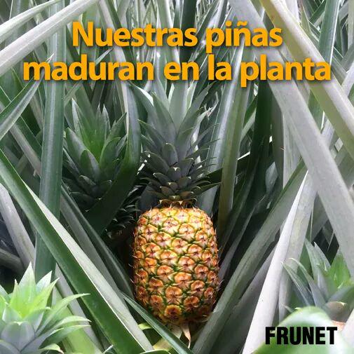 DelikaES's tweet photo. Nos has oído hablar de ella. De su dulzor. De su peculiar maduración. La piña #Frunet tiene un sabor especial! http://t.co/hhEBftWAiV