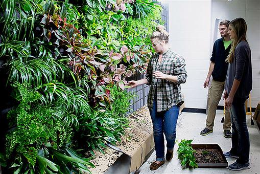 UWRiverFalls's tweet image. The power of plants: Students learn from green wall planted in UW-River Falls classroom bit.ly/1FdVno2