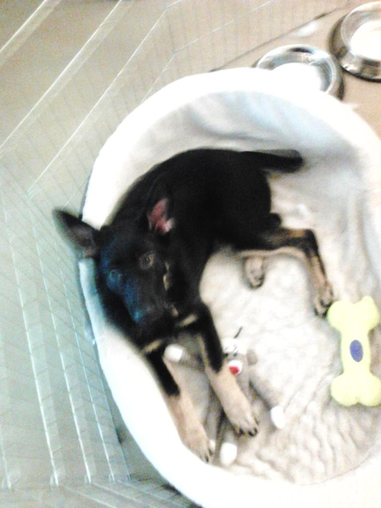 SailboatDiaries's tweet image. Oh that sadness when you stop getting paid to hang out with your best friend #DogWalkerProblems I'll miss you Denali!