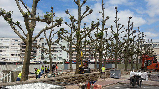 VoxyPop_'s tweet image. #limoges pour ou contre l'abattage des arbres place de la république ? bit.ly/1RkWwSn