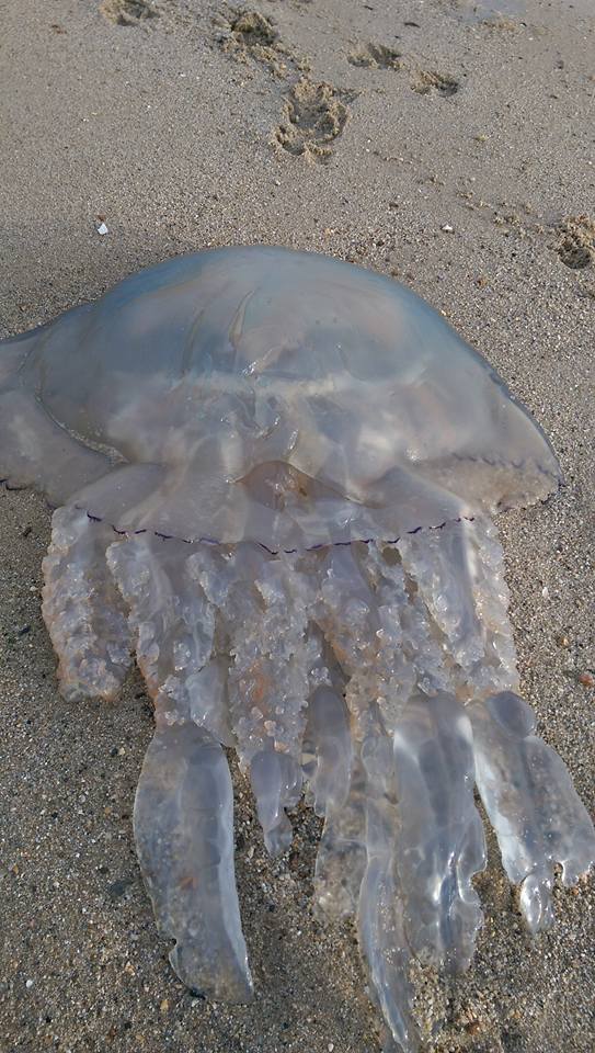 Bournemouthecho's tweet photo. Gallery: some of the jellyfish that have been washing up in #Dorset http://t.co/mZHuc2rfpf #creaturesfromthedeep http://t.co/67Uqvc3f1i