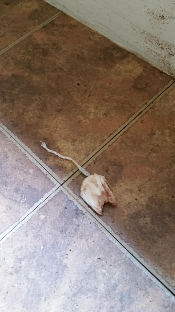 DgafEbt's tweet photo. Yayy for me now I've found what appears to be a bitten into used tampon. ..... #Why #NeedADifferentJob http://t.co/XAE6IIcHxm